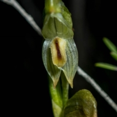 Bunochilus montanus (Montane Leafy Greenhood) at Conder, ACT - 6 Oct 2020 by dan.clark