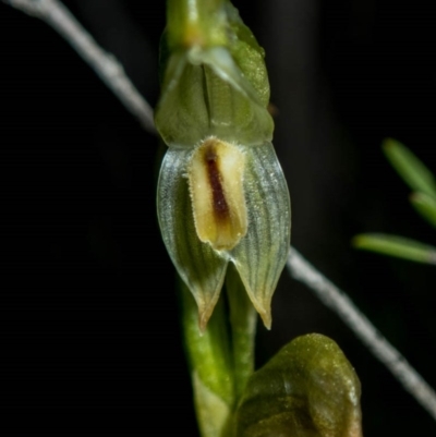 Bunochilus montanus (Montane Leafy Greenhood) at Tuggeranong Hill - 6 Oct 2020 by dan.clark