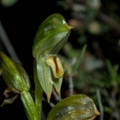 Bunochilus montanus (ACT) = Pterostylis jonesii (NSW) at Conder, ACT - 6 Oct 2020