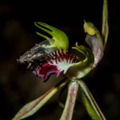 Caladenia atrovespa (Green-comb Spider Orchid) at Theodore, ACT - 6 Oct 2020 by dan.clark