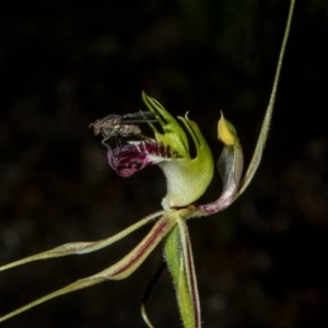 Caladenia atrovespa at Theodore, ACT - 6 Oct 2020