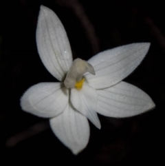 Glossodia major (Wax Lip Orchid) at Tuggeranong Hill - 6 Oct 2020 by dan.clark