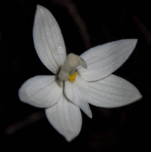 Glossodia major at Theodore, ACT - suppressed