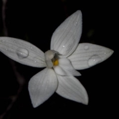 Glossodia major at Theodore, ACT - suppressed