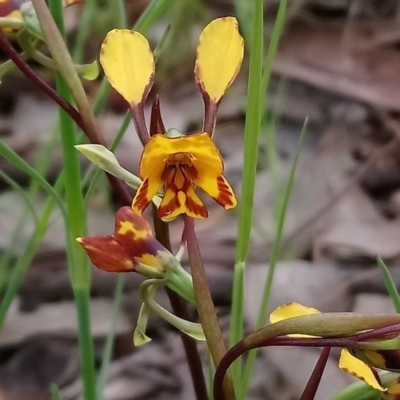 Diuris semilunulata (Late Leopard Orchid) at Kambah, ACT - 9 Oct 2020 by RosemaryRoth