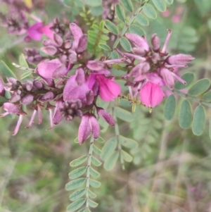 Indigofera adesmiifolia at Flynn, ACT - 6 Oct 2020