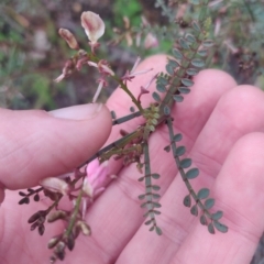 Indigofera adesmiifolia at Flynn, ACT - 6 Oct 2020