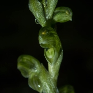 Hymenochilus cycnocephalus at Conder, ACT - 6 Oct 2020