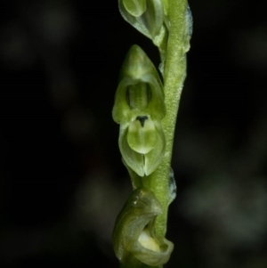 Hymenochilus cycnocephalus at Conder, ACT - 6 Oct 2020