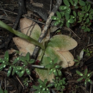 Hymenochilus cycnocephalus at Conder, ACT - 6 Oct 2020