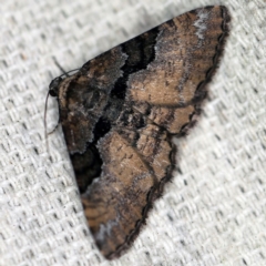 Aporoctena undescribed species (A Geometrid moth) at O'Connor, ACT - 4 Oct 2020 by ibaird