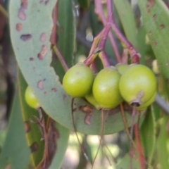 Amyema miquelii (Box Mistletoe) at Lerida, NSW - 4 Oct 2020 by Coggo