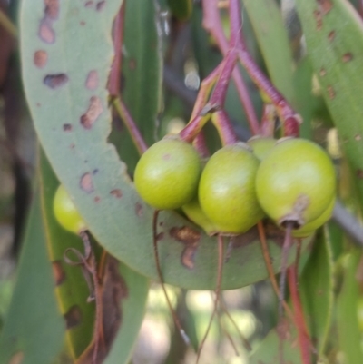 Amyema miquelii (Box Mistletoe) at Lerida, NSW - 4 Oct 2020 by Coggo