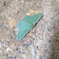 Prasinocyma semicrocea (Common Gum Emerald moth) at Majura, ACT - 6 Oct 2020 by LyndalT