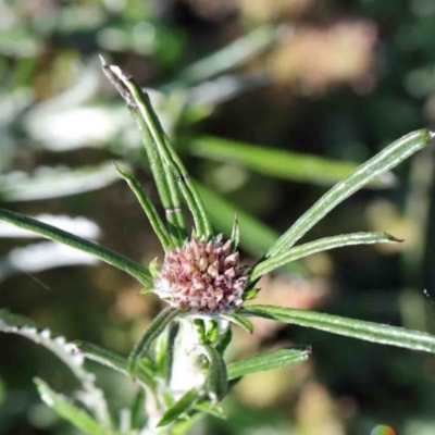 Euchiton involucratus (Star Cudweed) at Dryandra St Woodland - 2 Oct 2020 by ConBoekel