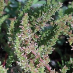 Crassula sieberiana (Austral Stonecrop) at Acton, ACT - 2 Oct 2020 by ConBoekel