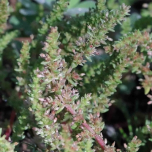 Crassula sieberiana at Acton, ACT - 3 Oct 2020