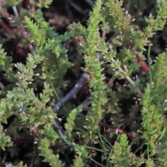 Crassula sieberiana at Acton, ACT - 3 Oct 2020