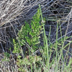 Cheilanthes sieberi (Rock Fern) at Dryandra St Woodland - 2 Oct 2020 by ConBoekel