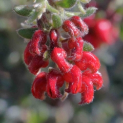 Grevillea alpina (Mountain Grevillea / Cat's Claws Grevillea) at Dryandra St Woodland - 2 Oct 2020 by ConBoekel