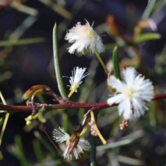 Acacia genistifolia (Early Wattle) at Dryandra St Woodland - 2 Oct 2020 by ConBoekel