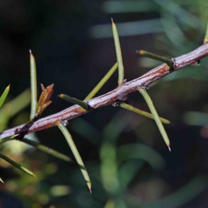 Acacia genistifolia at O'Connor, ACT - 3 Oct 2020