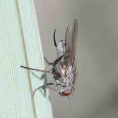 Muscidae sp. (family) at Dryandra St Woodland - 2 Oct 2020 by ConBoekel