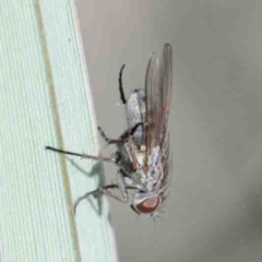 Muscidae sp. (family) at O'Connor, ACT - 2 Oct 2020 by ConBoekel