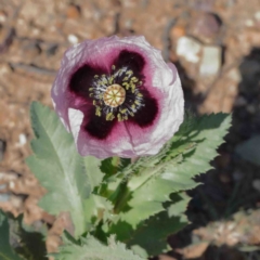 Papaver somniferum (Opium Poppy) at Dryandra St Woodland - 2 Oct 2020 by ConBoekel