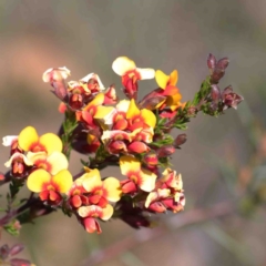 Dillwynia phylicoides (A Parrot-pea) at O'Connor, ACT - 3 Oct 2020 by ConBoekel