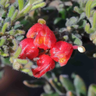 Grevillea alpina (Mountain Grevillea / Cat's Claws Grevillea) at O'Connor, ACT - 2 Oct 2020 by ConBoekel