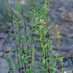 Cheilanthes sieberi (Rock Fern) at Dryandra St Woodland - 2 Oct 2020 by ConBoekel