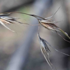 Themeda triandra (Kangaroo Grass) at Dryandra St Woodland - 2 Oct 2020 by ConBoekel