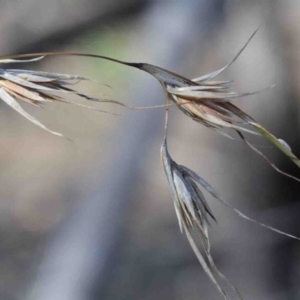 Themeda triandra at Acton, ACT - 3 Oct 2020