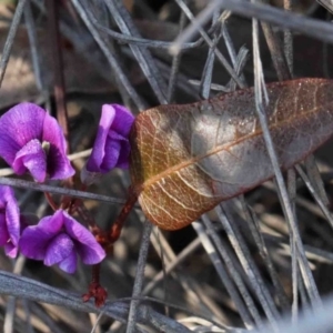 Hardenbergia violacea at O'Connor, ACT - 3 Oct 2020