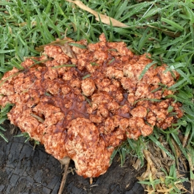 Unidentified Fungus, Moss, Liverwort, etc at Black Range, NSW - 5 Oct 2020 by Steph H