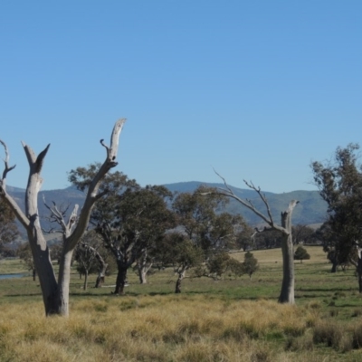 Eucalyptus sp. (dead tree) (Dead Hollow-bearing Eucalypt) at Lanyon - northern section A.C.T. - 26 Aug 2020 by MichaelBedingfield