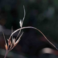 Themeda triandra (Kangaroo Grass) at Dryandra St Woodland - 2 Oct 2020 by ConBoekel