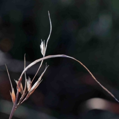 Themeda triandra (Kangaroo Grass) at Dryandra St Woodland - 2 Oct 2020 by ConBoekel