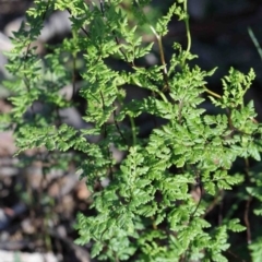 Cheilanthes sieberi (Rock Fern) at Dryandra St Woodland - 2 Oct 2020 by ConBoekel