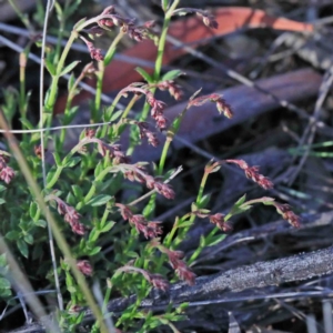 Gonocarpus tetragynus at O'Connor, ACT - 3 Oct 2020 07:58 AM