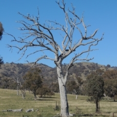 Eucalyptus sp. (dead tree) (Dead Hollow-bearing Eucalypt) at Gordon, ACT - 26 Aug 2020 by michaelb