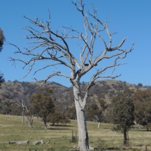 Eucalyptus sp. (dead tree) at Gordon, ACT - 26 Aug 2020 02:45 PM