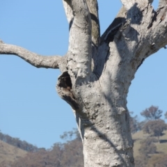 Eucalyptus sp. (dead tree) at Gordon, ACT - 26 Aug 2020