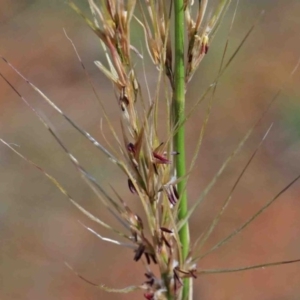 Austrostipa sp. at O'Connor, ACT - 3 Oct 2020