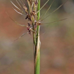 Austrostipa sp. at O'Connor, ACT - 3 Oct 2020