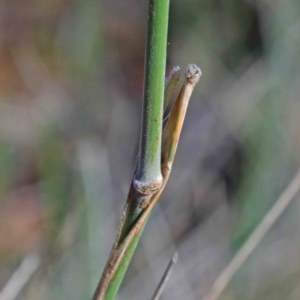 Austrostipa sp. at O'Connor, ACT - 3 Oct 2020