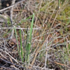 Austrostipa sp. at O'Connor, ACT - 3 Oct 2020