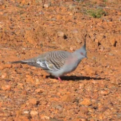 Ocyphaps lophotes (Crested Pigeon) at Dryandra St Woodland - 2 Oct 2020 by ConBoekel