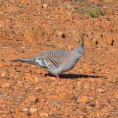 Ocyphaps lophotes (Crested Pigeon) at Dryandra St Woodland - 3 Oct 2020 by ConBoekel